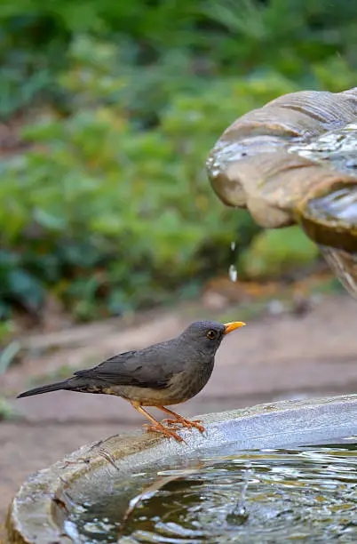 Photo of Grey bird with orange beek on water feature