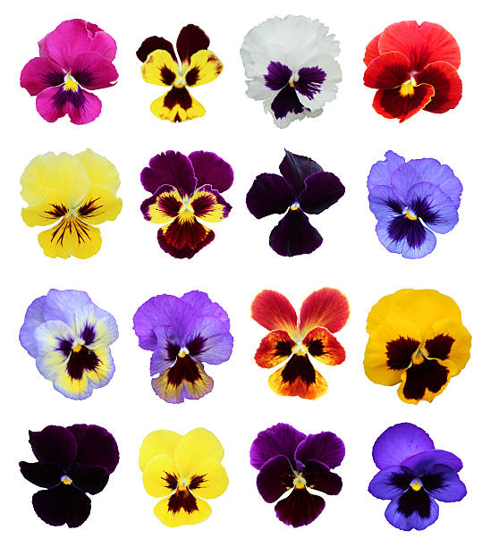 istock set of 16 pansy flowers 494037799