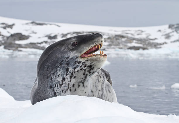 istock leopard seal which lies on an ice floe 494037807