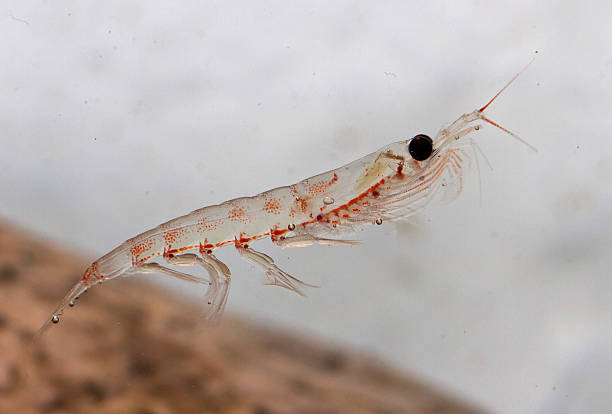 istock Antarctic krill floating in the water 494038045