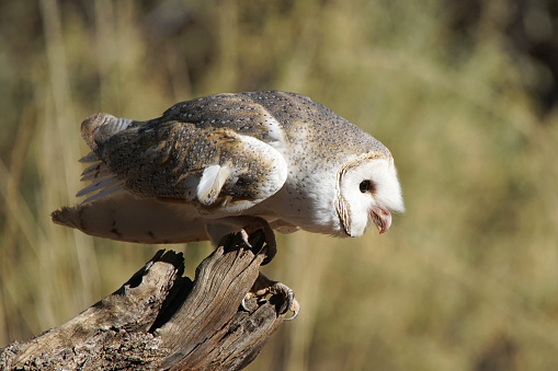 Australian barn owl, Northern Territory, Australia