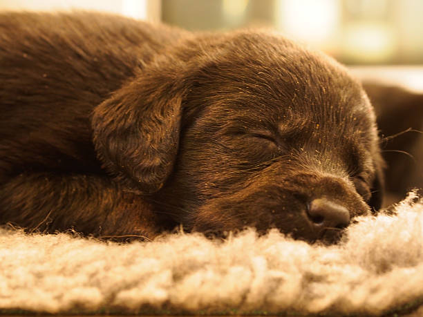 istock Lone Chocolate Labrador Puppy Sleeping 494038589