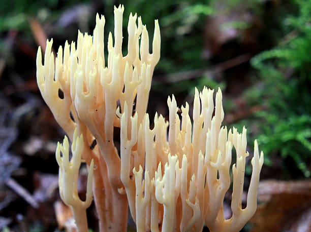 istock Coral Mushroom - Ramaria sp. 494038592
