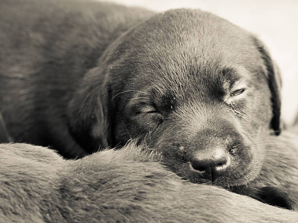 istock Mono heap of puppies 494038595