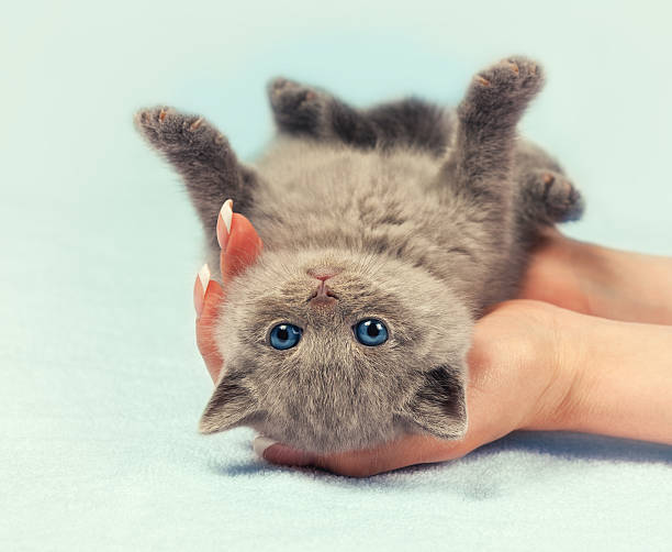 istock Cute little kitten in female hands 494038750