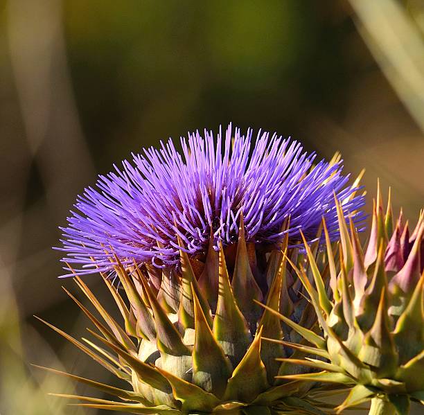 Radiant flower of wild artichoke in all its splendor