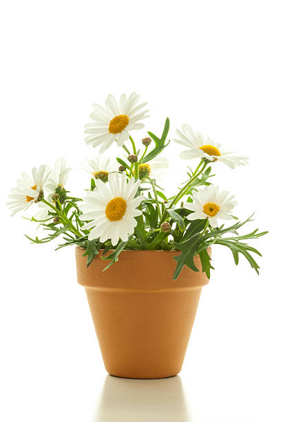 istock Cute Flowers - Giant Diasies, Isolated 494040317