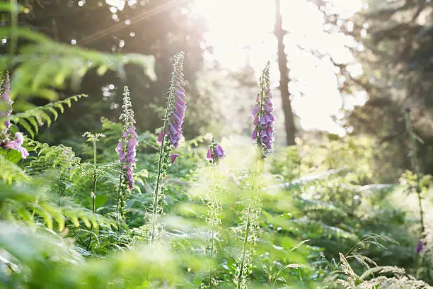 Foxglove or digitalis purpurea growing in a forest, in the light of the morning sun