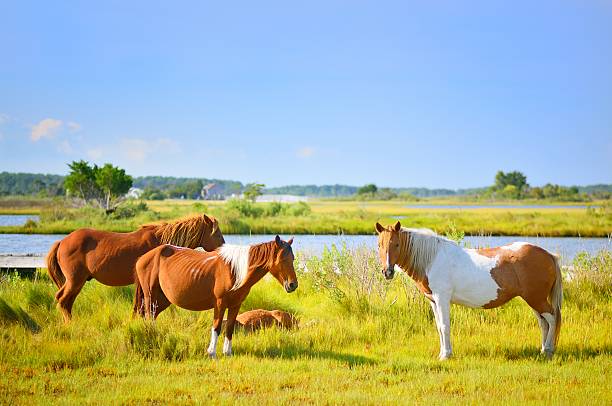 Feeding Assateague Ponies A small group of Assateague Ponies graze on marsh grasses while one of them takes a snooze assateague island national seashore photos stock pictures, royalty-free photos & images