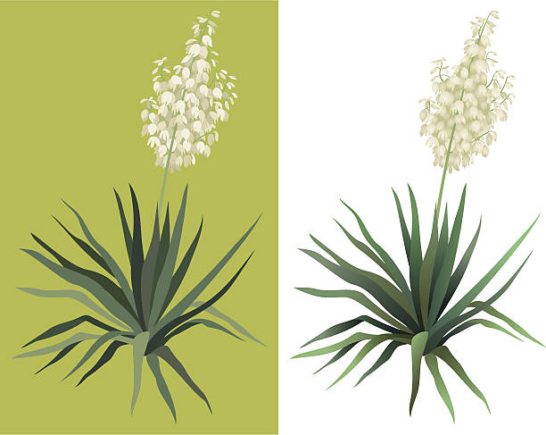720+ Yucca Flower Stock Illustrations, Royalty-Free Vector