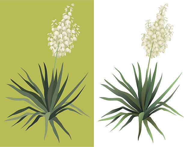 Flowering plant Yucca Flowering green plant Yucca isolated on white background. Drawn from life. Vector yucca stock illustrations