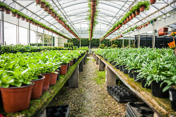 istock Winter greenhouse farming 494040903
