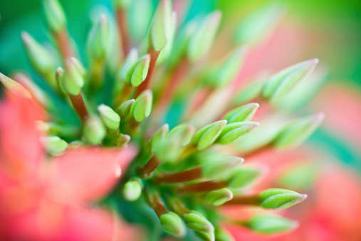 Closeup Of Red Ixora Coccinea