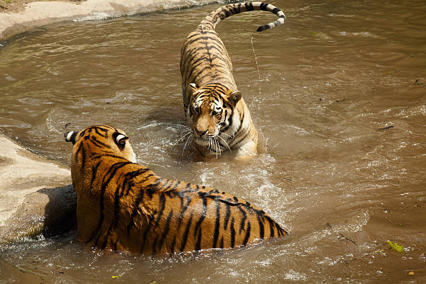 istock Siberian tigers in water 494054848