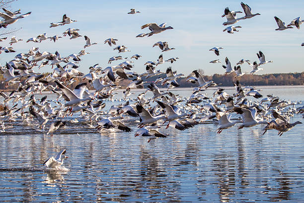 istock Snow Geese during there migration from north to south 494054890
