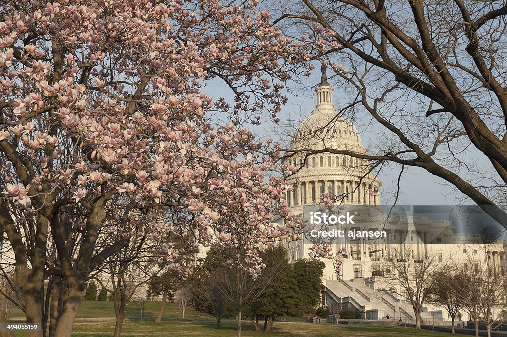 cherry blossoms at Capitol hill American Flag Stock Photo