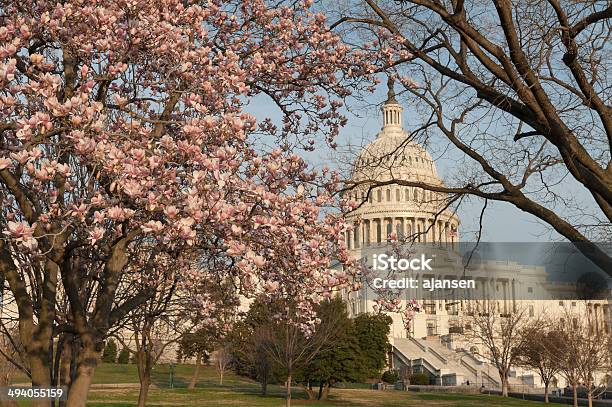 Cherry Blossoms At Capitol Hill Stock Photo - Download Image Now - American Flag, Architectural Column, Architectural Dome