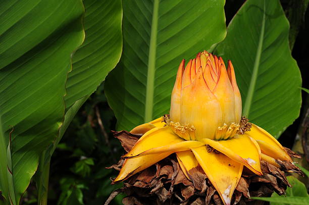 A flowering tropical plant.