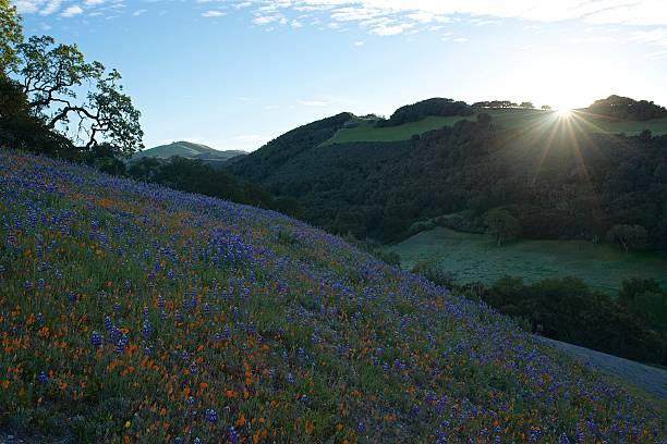 Carmel Valley Sunrise stock photo