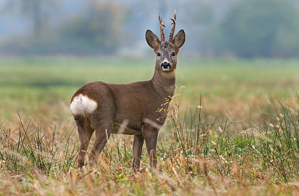 Roe deer in a field stock photo