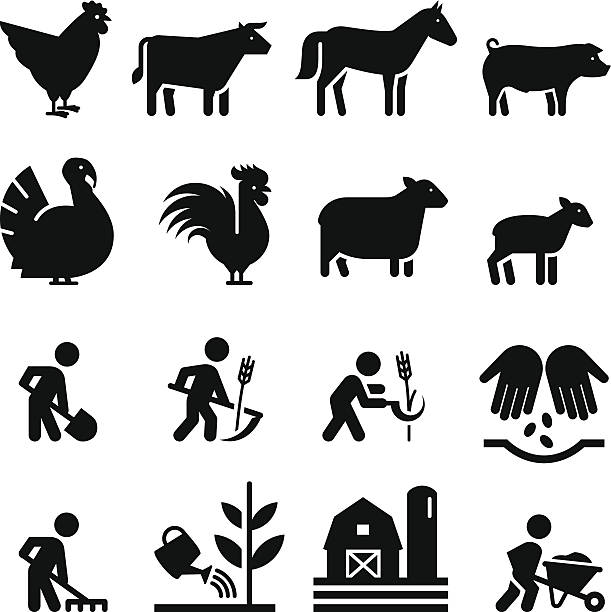 illustrations, cliparts, dessins animés et icônes de agriculture icons- noir series - cochon dinde