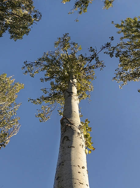 tree top de poplar no céu azul - treetop sky tree high section - fotografias e filmes do acervo