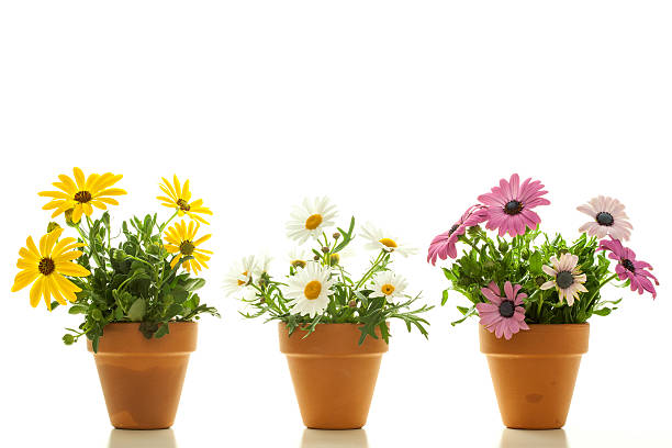 istock Cute Flowers - Giant Diasies, Isolated 494056121