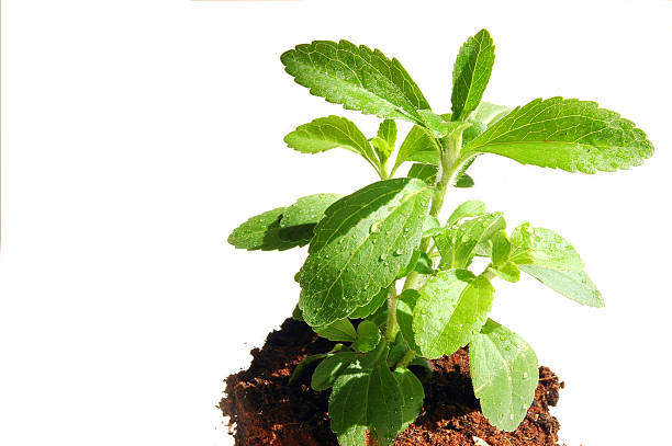 stevia, sweet plant,isolated, stock photo