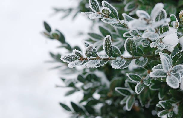 冬クリスマスの背景に、冷たい boxtree - frozen branches ストックフォトと画像