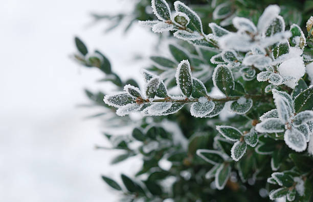 christmas, winter background with frosty boxtree - frost bildbanksfoton och bilder