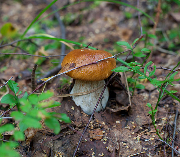 istock mushrooms in the forest 494057438