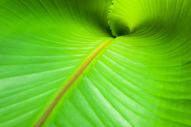 istock Banana Leaf  Musa Basjoo 494057696