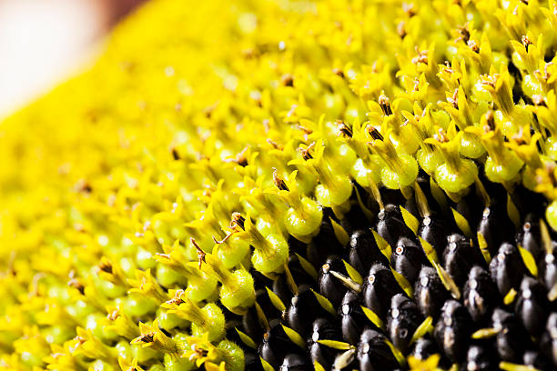 istock flower sunflower  seeds 494057722