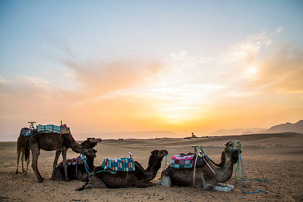 istock Camels in the desert 494057936