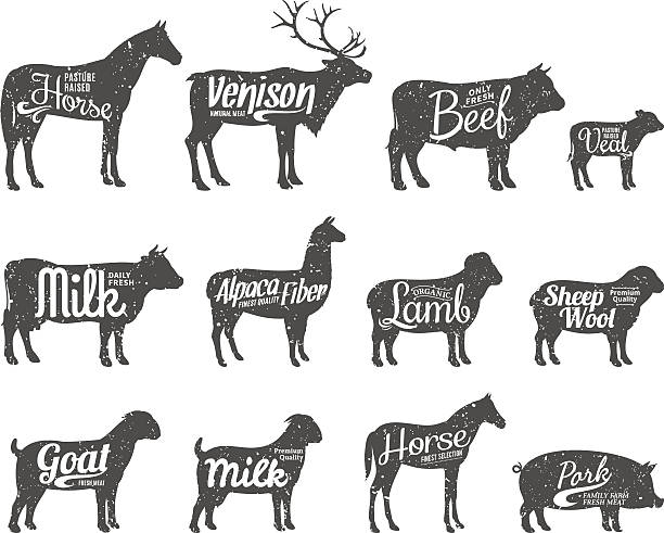 животноводство силуэты коллекции. животноводство этикетки, шаблоны - veal stock illustrations