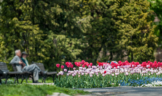 istock Elderly couple and flowers 494059994