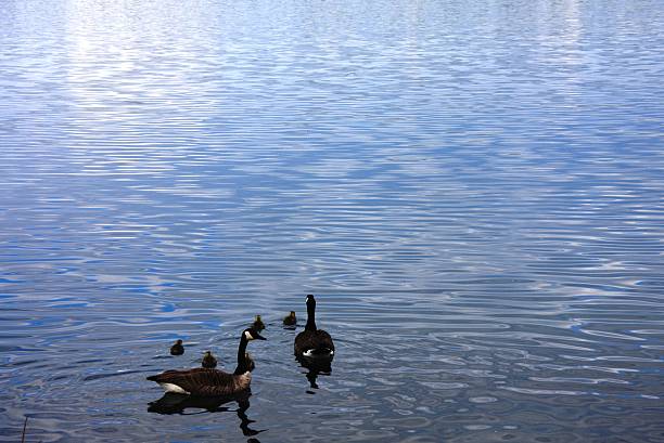 Geese family at the lake, Leopoldshafen, Germany