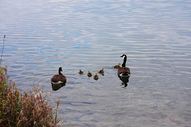 Geese family at the lake, Leopoldshafen, Germany