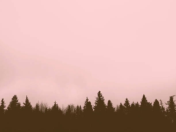 Pink Photographic Filter Sky and Pine Tree Line Background