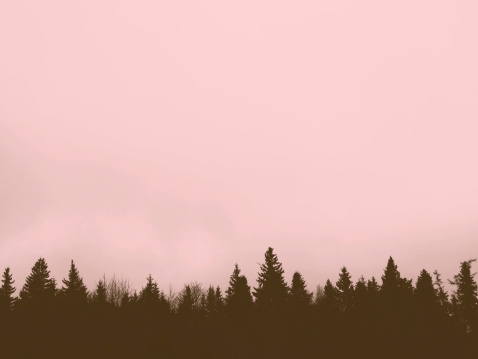 Pink Sky with trees.