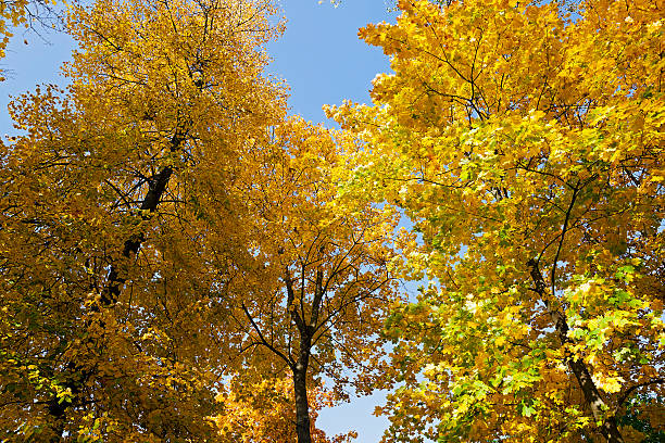 istock autumn season .  foliage 494061918