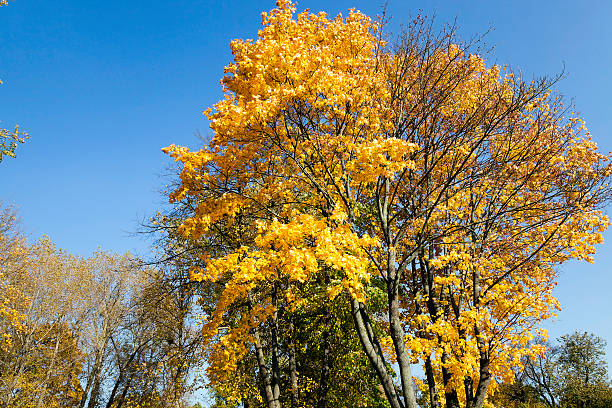 istock autumn season . foliage 494063614
