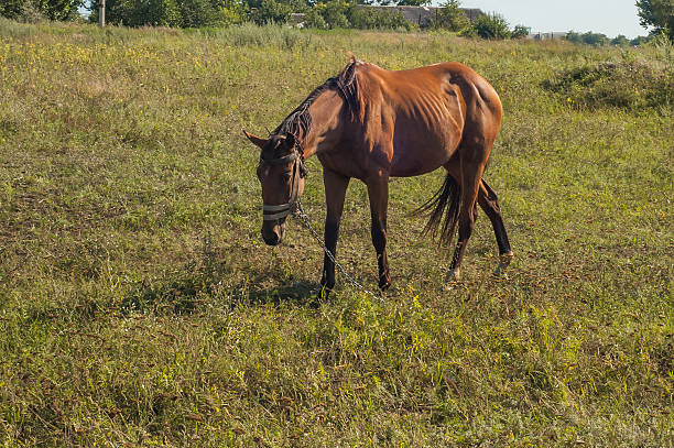 istock Beautiful brown horse 494063720