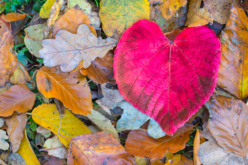 Red heart shaped leaf on top of yellow autumn leaves. Lime tree leaf