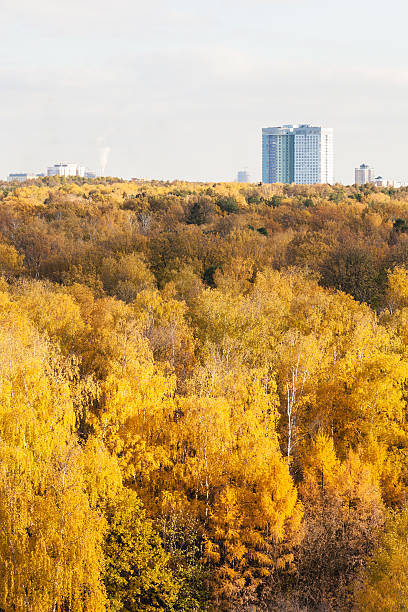 istock yellow forest and apartment building in autumn day 494064040