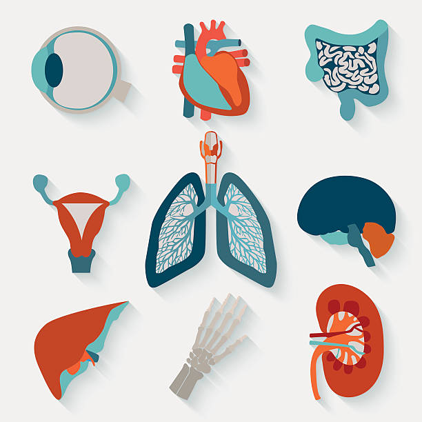 Medical icons of internal human organs Medical icons of internal human organs realised in modern flat design with long shadow. biomedical illustration stock illustrations