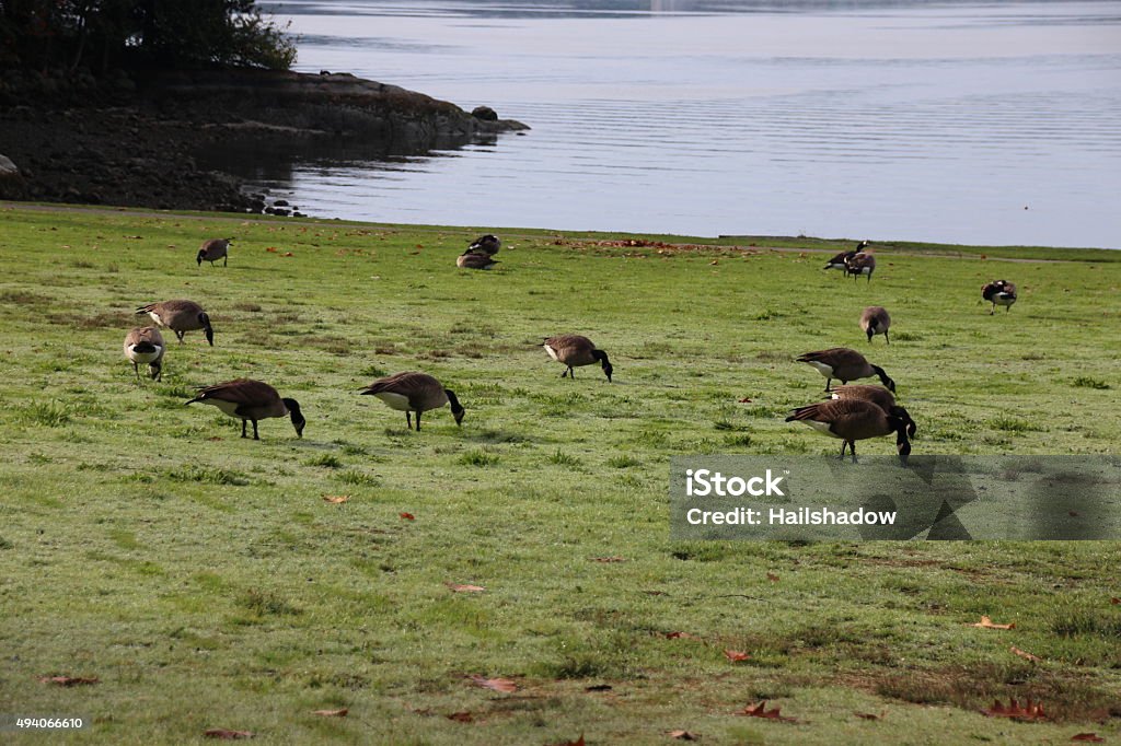 Canada Goose grazing Flock of grazing Canada Geese. 2015 Stock Photo