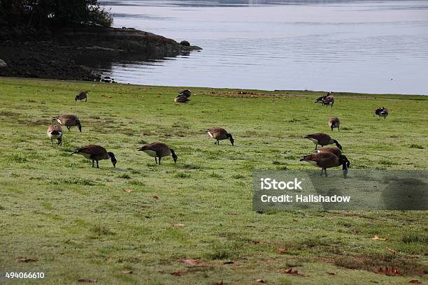 Canada Goose Grazing Stock Photo - Download Image Now - 2015, Agricultural Field, Agriculture