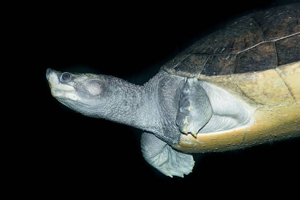 turtle gros plan, une nouvelle-guinée fly rivière turtle - turtle photos et images de collection