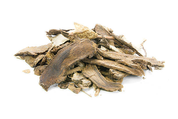 istock Saussurea lappa Clarke 494068436